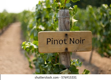 Pinot Noir Wine Sign 