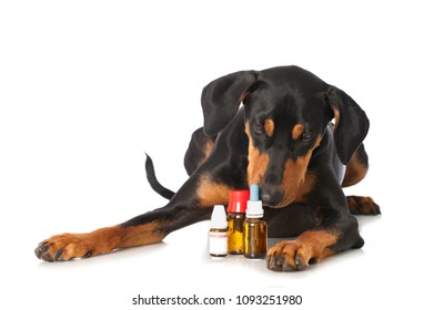 Pinscher Dog With Alternative Medicine On White Background