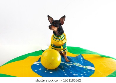 Pinscher dog, wearing a Brazilian national jersey. On a green, yellow, blue flag. Yellow ball, Brazilian flag. White background.