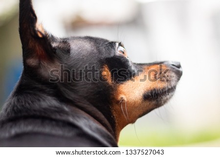 Pinscher looking the sky
