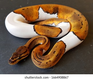Pinstripe Pied Ball Python, piebald royal snake reptile animal