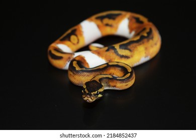 Pinstripe Pied Ball Python, Piebald Royal Snake Reptile Animal