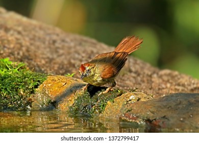 Pin-striped Tit Babbler in nature