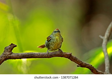 Pin-Striped Tit Babbler on branch in nature, Thailand