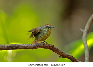 Pin-Striped Tit Babbler on branch in nature, Thailand