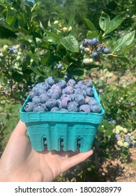 Pint Of Blueberries At Farm