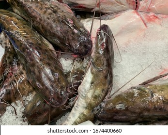 Pintado Fish High Res Stock Images Shutterstock