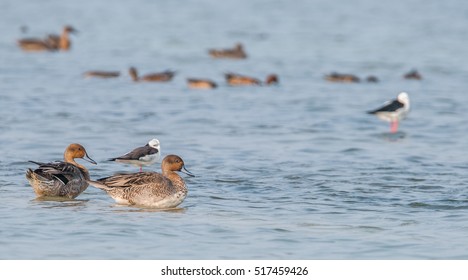 Pintail