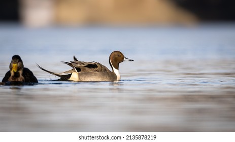 The Pintail Duck Spends The Winter On The Richelieu River In Montérégie In Quebec