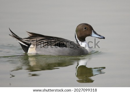 The pintail or northern pintail (Anas acuta)