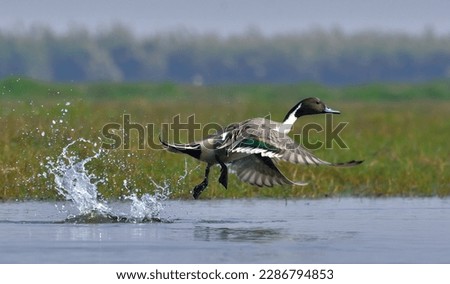 The pintail or northern pintail (Anas acuta) is a duck species with wide geographic distribution that breeds in the northern areas of Europe and across the Palearctic and North America