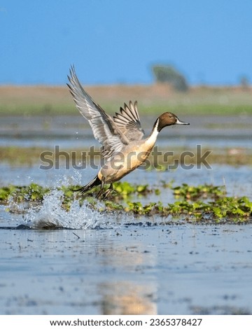 The pintail or northern pintail (Anas acuta) is a duck species with wide geographic distribution that breeds in the northern areas of Europe and across the Palearctic and North America.