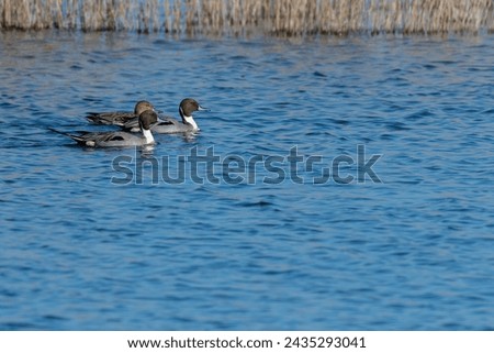 The pintail or northern pintail (Anas acuta) is a duck species with wide geographic distribution that breeds in the northern areas of Europe and across the Palearctic and North America.