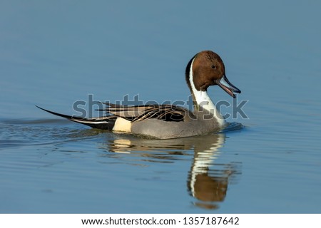 The pintail or northern pintail swimming