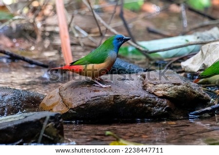 Pin-tailed Parrotfinch Pes has a beautiful plumage set. Perched on a rock in the middle of the forest Wild bird concept, plateau, naturally gorgeous