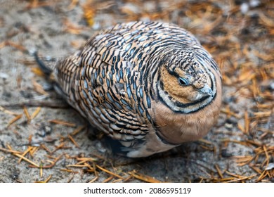 The Pin-tailed Sandgrouse (Pterocles Alchata) Bird In The Family Pteroclidae.