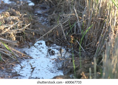 A Pintailed Snipe Stand On Havested Rice Field Witch Has A Brown  Plumage For Hide It From Human And The Raptor,migration Birds,birds Of Thailand,birds Of Asia