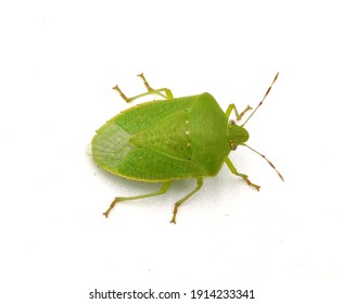 Pinterest
Green bug | Green bug | Stink bug, stink beetle, white background - Shutterstock ID 1914233341