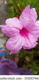 Pinterest
Petunia mexicana (Ruellia simple)