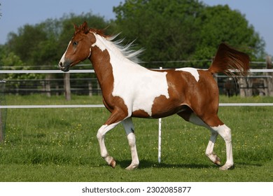 Pinto arabian horse on meadow