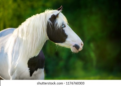 Pinto Horse Close Up Portrait 