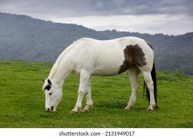 Pinto Horse Grazing In The Meadow. Los Altos Hills, California, USA.