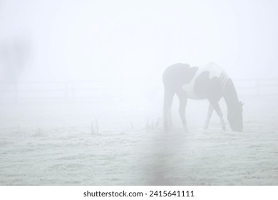 Pinto horse grazing on foggy meadow - Powered by Shutterstock