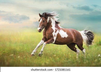 Pinto horse with long mane run gallop close up on green meadow