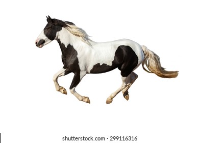 Pinto Horse On White Background.
