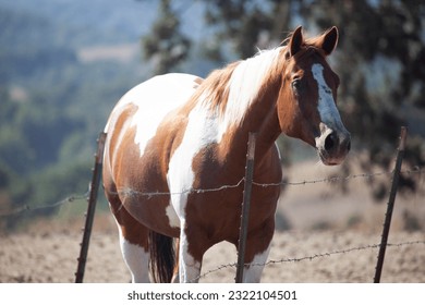 Pinto horse in pasture with barbed wire fence, California USA