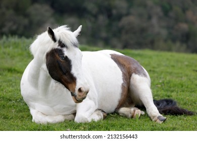 Pinto Horse Resting In The Meadow. Los Altos Hills, California, USA.