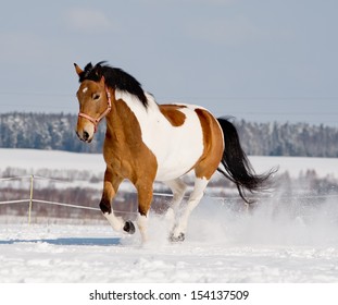 Pinto Horse Running In Snow