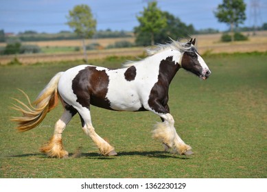 What horse is a cob