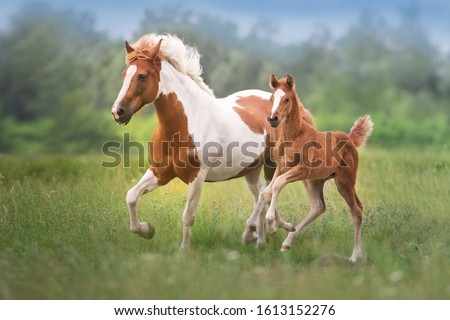 Pinto mare and red foal run on spring green  meadow
