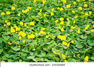 5,652 Yellow peanut plant Images, Stock Photos & Vectors | Shutterstock