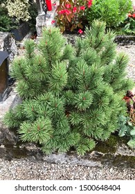 Pinus Aristata Or Rocky Mountain Bristlecone Pine Or Colorado Bristlecone Pine.