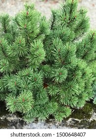 Pinus Aristata Or Rocky Mountain Bristlecone Pine Or Colorado Bristlecone Pine.