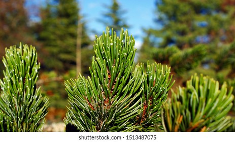 Pinus Aristata, The Rocky Mountain Or The Colorado Bristlecone Pine Branches