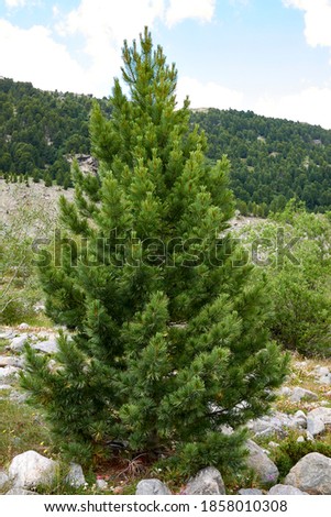 Pinus cembra evergreen trees in Switzerland 