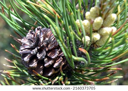 Pinus cembra, also known as  Swiss stone pine or Arolla pine or Austrian or just stone pine. Pine trees grow in the Alps and Carpathian Mountains of central Europe