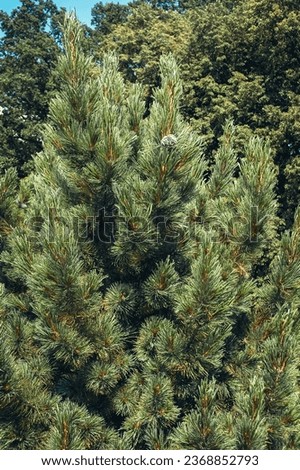 Pinus cembra tree, common name Swiss Stone Pine or Arolla pine