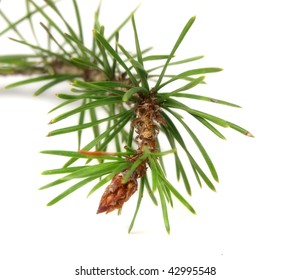 Pinus Contorta