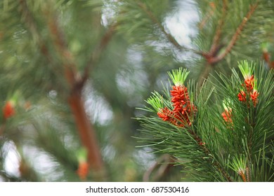 Pinus Contorta Branch, Closeup Shot. Bokeh Background.