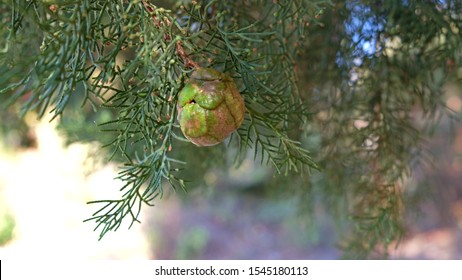 Pinus Echinata In Magic Autumn Day