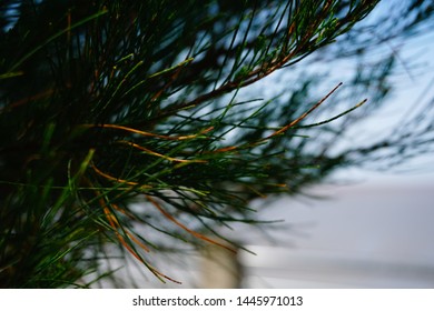 Pinus Echinata From Sumatera Island