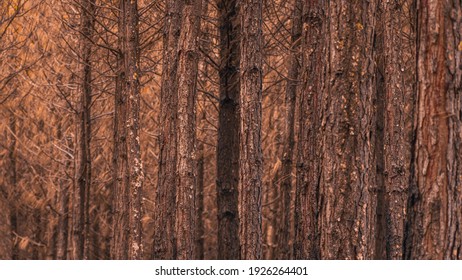 Pinus Elliottii Forest Closeup Trees.