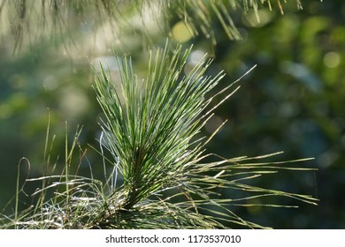 Pinus Elliottii Or Hairy Spurge, Slash Pine, Tree Rings