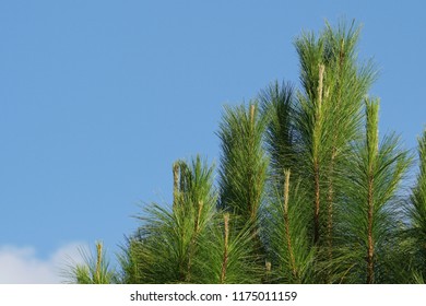 Pinus Elliottii Or Hairy Spurge, Slash Pine, Tree Rings