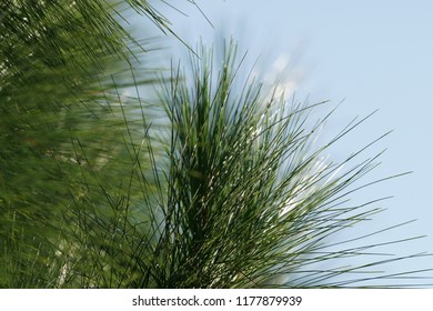 Pinus Elliottii Or Hairy Spurge, Slash Pine,