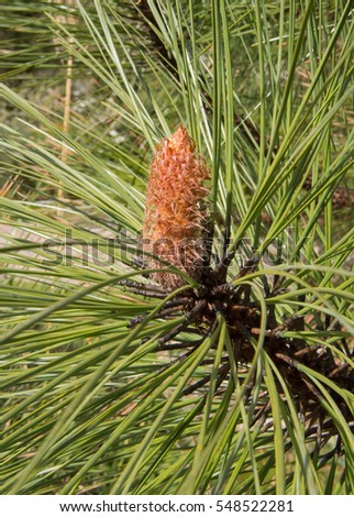 stor Pinus bilder